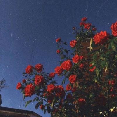 半岛·综合体育手机app下载